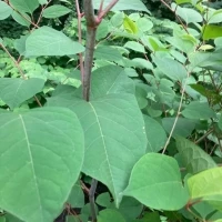 Japanese Knotweed Specialist 1